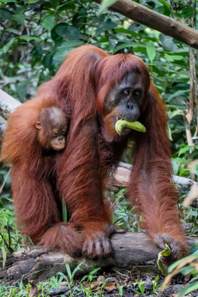 orangutans